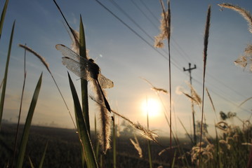 Dragonfly in afternoon