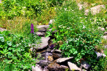 Mountain creek in the spring.