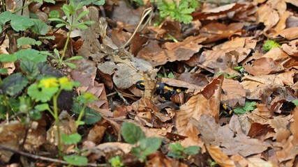 Feuersalamander (Salamandra salamandra) im Buchenwald unter Laub
