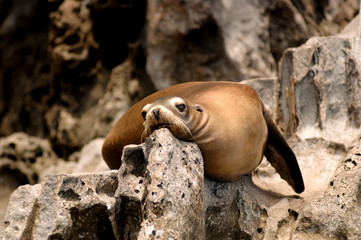 Guatalupe Fur Seal rest its head on a rock at Guatelupe Island Baja, Mexico