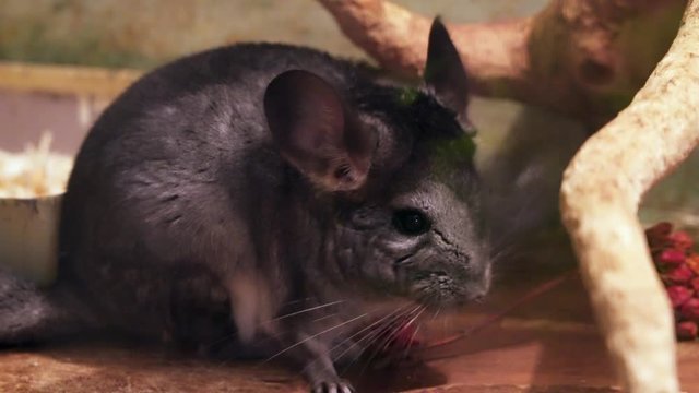 Chinchilla eats red berries. The second chinchilla tried to take away food