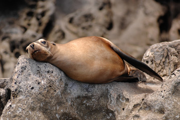 Guadalupe fur seal lies on the rocks on Guadalupe Island off the coast of Baja, Mexico