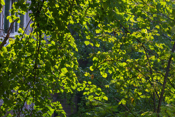 Green birch leaves natural background