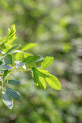 Fototapeta na wymiar Green spring twig on blurred background. Freshness leaves at springtime. Closeup