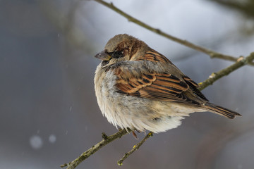 House sparrow