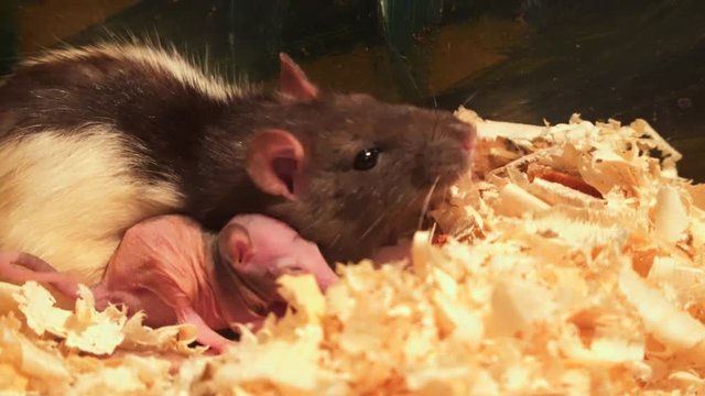 Rat and newborn baby rat In the nest