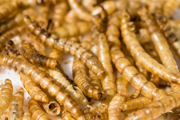 Dried mealworm on a plate waiting for a wild bird to arrive