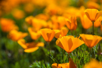 Field California Poppies