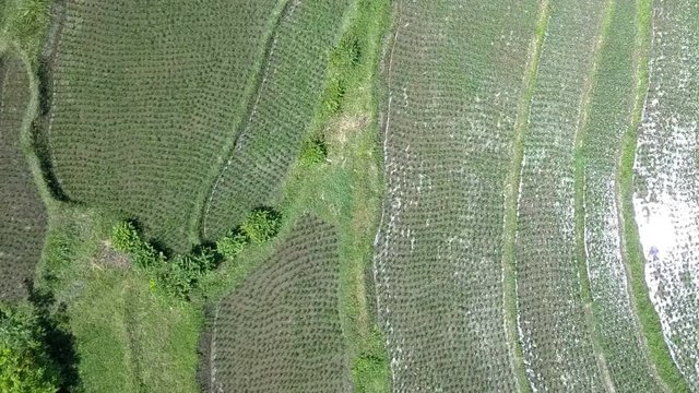 Aerial view from drone on rice terraces. Indonesia. Bali.