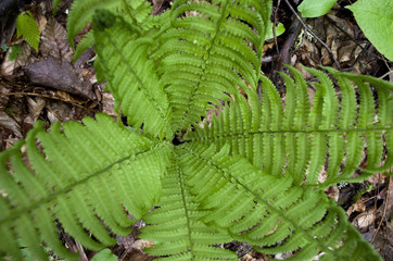 fern