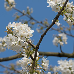 Obraz premium Blühender Kirschbaum, Prunus avium