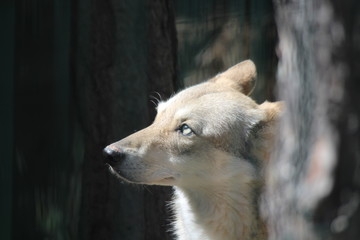 Loup aux yeux brillaants