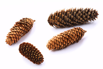 Pine cones
