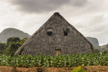 Shelter for the drying of tobacco leaves from which next the best cigars are being made in the world. Valle de Vinales Cuba Pinar del Rio province