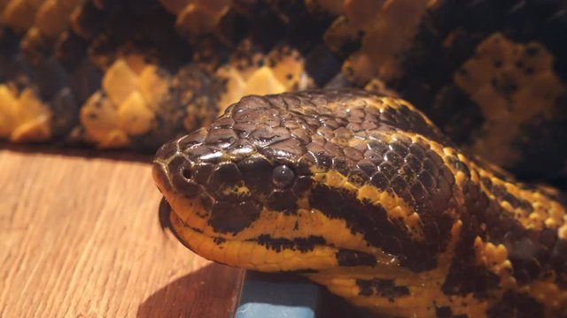 The yellow anaconda scientific name Eunectes notaeus, also known as the Paraguayan anaconda. Anaconda pops out his tongue