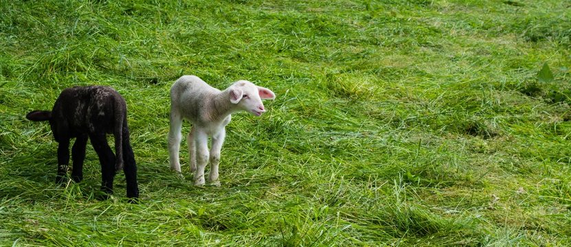 Schwarzes und Wei&szlig;es Lamm