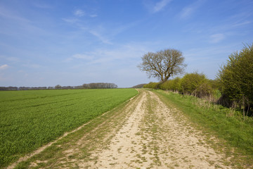 country bridleway with wheat field