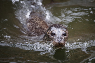 Seal in water (Phoca vitulina)