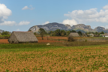 Shelter for the drying of tobacco leaves from which next the best cigars are being made in the...