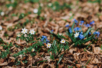 Anemone nemorosa. White tender spring flowers, growing at forest. Seasonal natural floral background. Also called wood anemone, windflower, thimbleweed, smell fox.