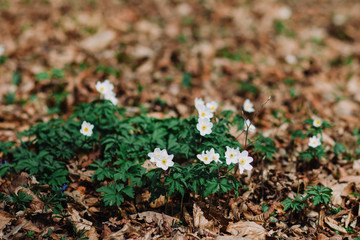 Anemone nemorosa. White tender spring flowers, growing at forest. Seasonal natural floral background. Also called wood anemone, windflower, thimbleweed, smell fox.