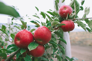 Closeup of a branch full of fresh red apples