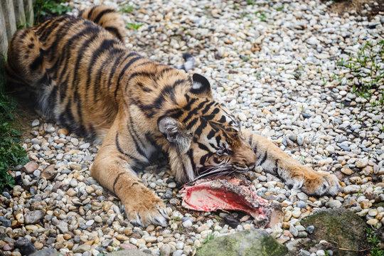 Tiger sumatran eating his lunch, Panthera tigris sumatrae