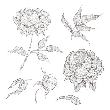 Vector illustration of graphically hand-drawn flowers. Imitation engraving. Blooming peony with an open and a closed bud, leaves and twigs.
