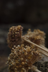 dried flower in the garden near with old grass