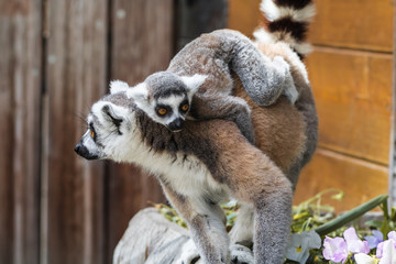 Lemuren , Lemur und ihr Leben im Zoo , Tierpark , Madagaskar