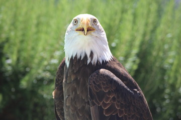 Pygargue à tête blanche