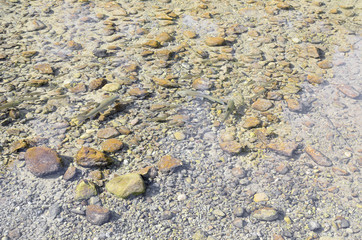 Barbo Guiraonis. Mediterranean barbel. Mijares river, province of Castellon (Valencia - Spain). Specie endemic of Spain. Shoal of fish. Abstract backdrop. View since outside of the water. Warm color