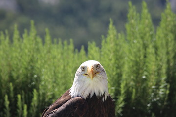 Pygargue à tête blanche