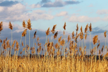 Dry yellow reeds bulrush spikelets against of cloudy sky in rays of evening sun