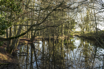 Fototapeta na wymiar Lake with reflection of trees