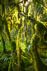 Boxwood mossy trees with sunlight