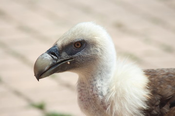 Vautour