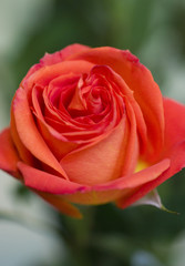 Fototapeta premium Roses