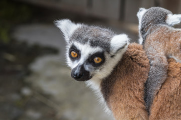 Lemuren , Lemur und ihr Leben im Zoo , Tierpark , Madagaskar