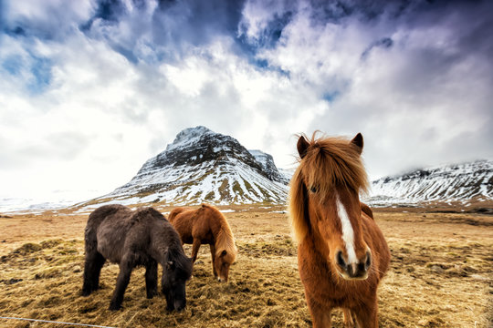 Horses in the mountains in Iceland