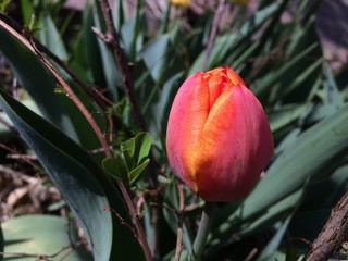 Orange Red Tulip