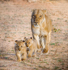 Lioness with Cubs