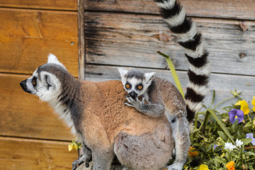 Lemuren , Lemur und ihr Leben im Zoo , Tierpark , Madagaskar