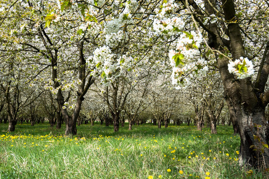 Obstbl&uuml;te im Elsass