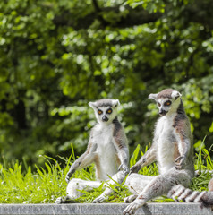 Lemuren , Lemur und ihr Leben im Zoo , Tierpark , Madagaskar