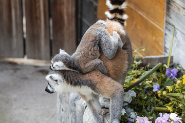 Lemuren , Lemur und ihr Leben im Zoo , Tierpark , Madagaskar