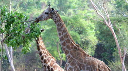 Giraffe in a forest eating