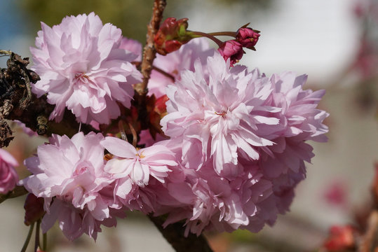 Japanische Zierkirsche, Kiku-shidare-zakura, Prunus serrulata