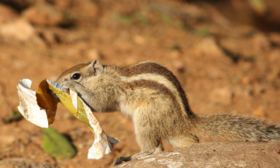 squirrel eating