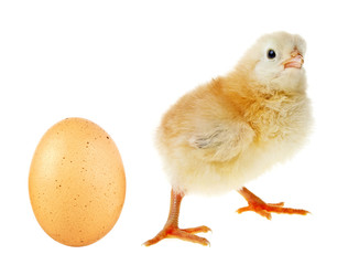 Little yellow chicken and chicken egg on white background